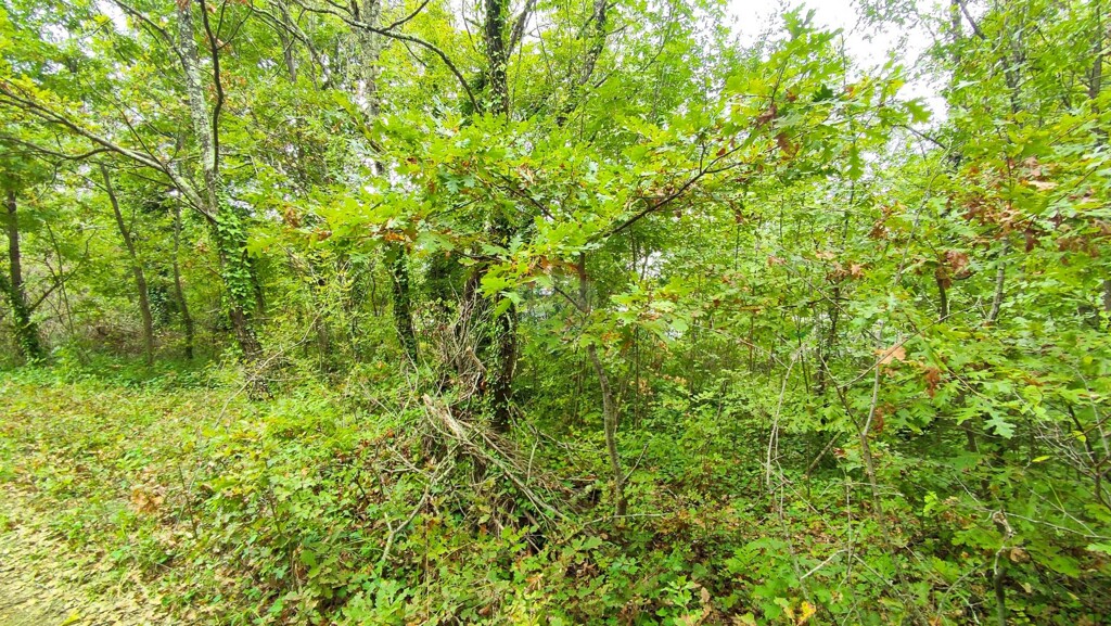 Image 6337113 - 1