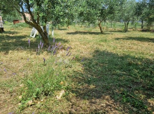 UREĐENI MASLINIK 600, SA STRUJOM I BUŠOTINOM NA PARCELI