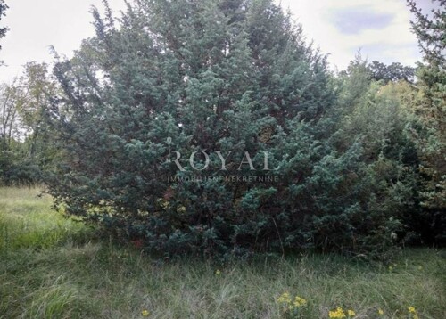 Thumbnail 6360262 - 5