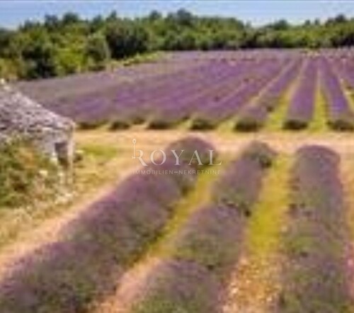 Istra - Svetvinčenat