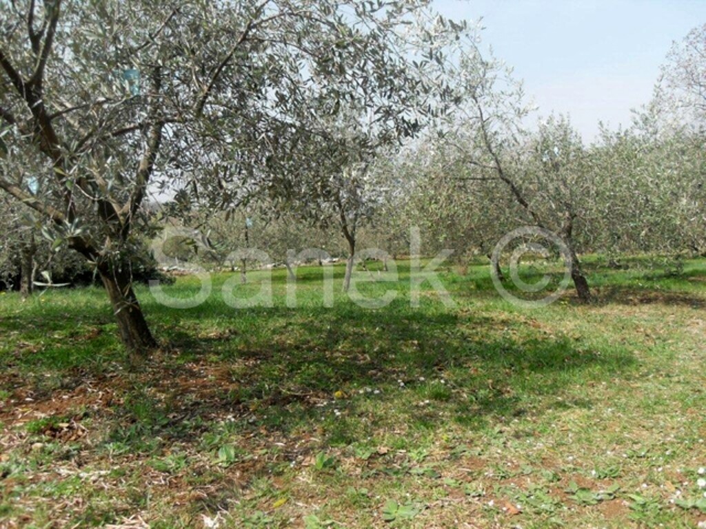 Image 959451 - 9
