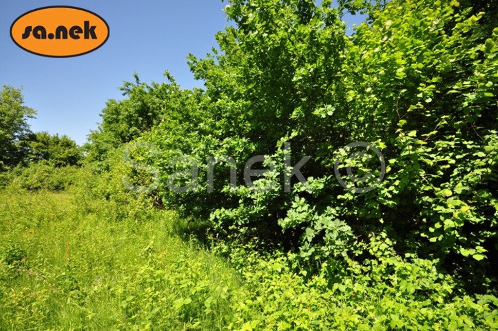 Image 959533 - 1