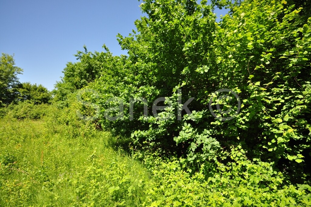 Image 959533 - 2